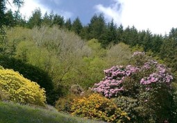 Woodland