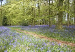 Woodland