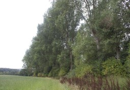 Countryside View