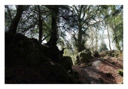 Woodland at Ancient Woodland With Interesting Root Systems And Canopy For Filming, Gloucestershire