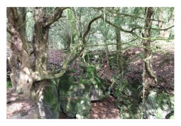 Wilderness at Ancient Woodland With Interesting Root Systems And Canopy For Filming, Gloucestershire
