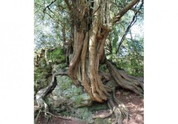 Woodland at Ancient Woodland With Interesting Root Systems And Canopy For Filming, Gloucestershire