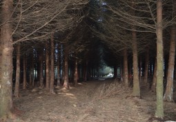 Woodland at Working Farm With Woodland, Quarry, River For Filming, Carmarthenshire
