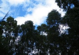 Sky, Blue at Woodland with Log Cabin for Filming, County Durham