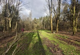 Woodland