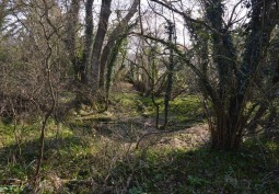 Woodland