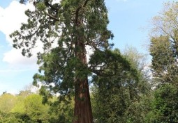 Woodland