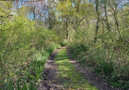 Path through woodland - isle of wight film location
