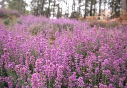 Field (Meadow)