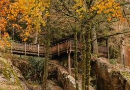 Woodland at 15th Century Monastery In The Welsh Countryside For Filming, Powys