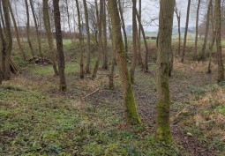 Woodland