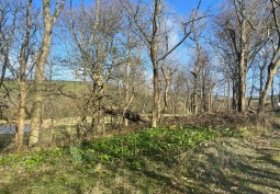Woodland