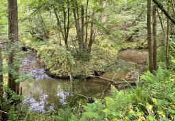 Woodland, Lake / Pond, Coronavirus-Friendly at Beautiful 170 Acre Private Woodland For Filming, Worcestershire