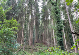 Leaf, Tree at Beautiful 170 Acre Private Woodland For Filming, Worcestershire