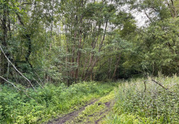 Natural environment, Leaf at Beautiful 170 Acre Private Woodland For Filming, Worcestershire
