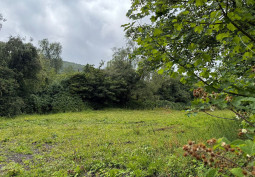 Natural environment, Leaf at Tunnel Over A Disused Railway Line For Filming, Wales