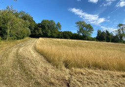 Fields