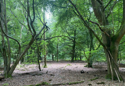 Woodland