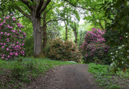 Woodland