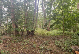 Woodland