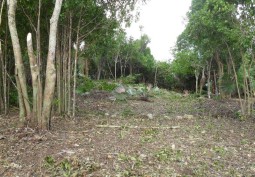 Woodland