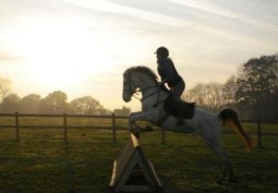 Stables