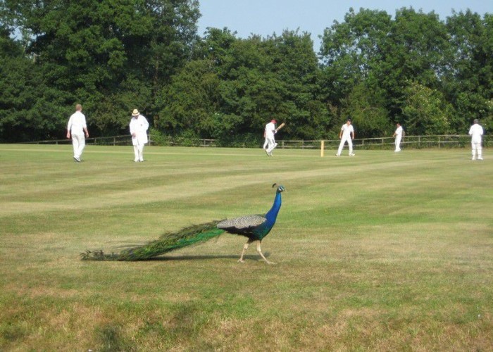50. Cricket Grounds