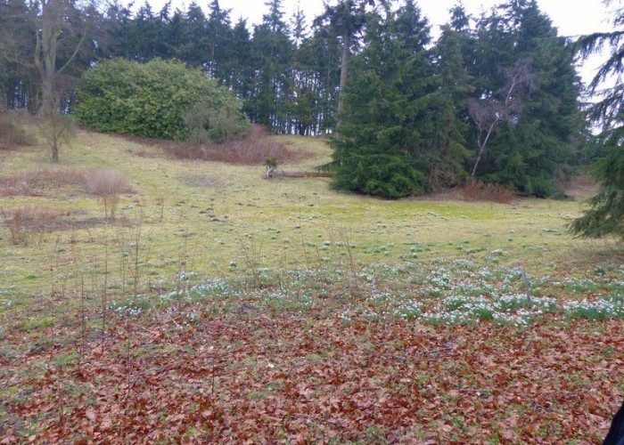 11. Woodland