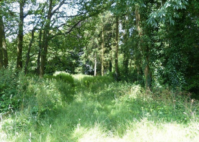 41. Woodland