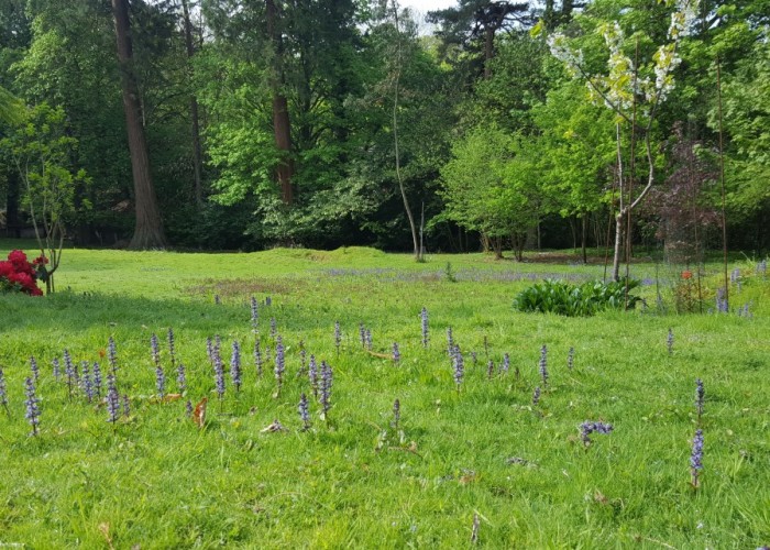 9. Field (Wildflowers)