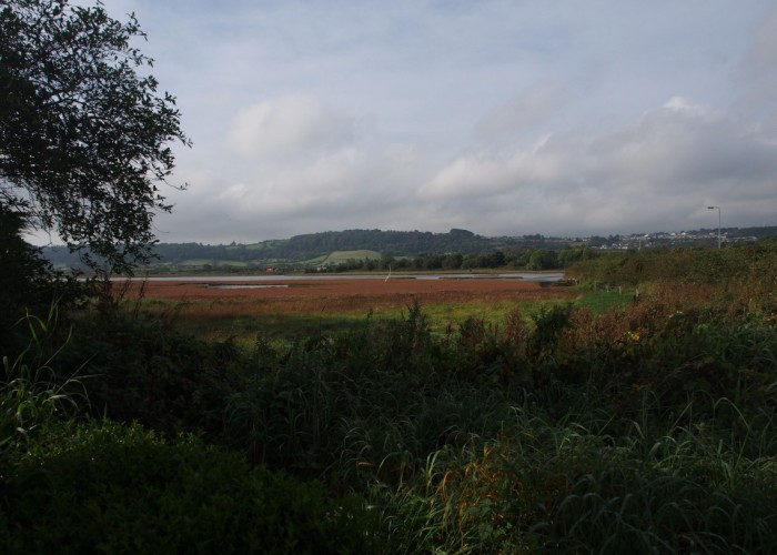 33. Field (Meadow)