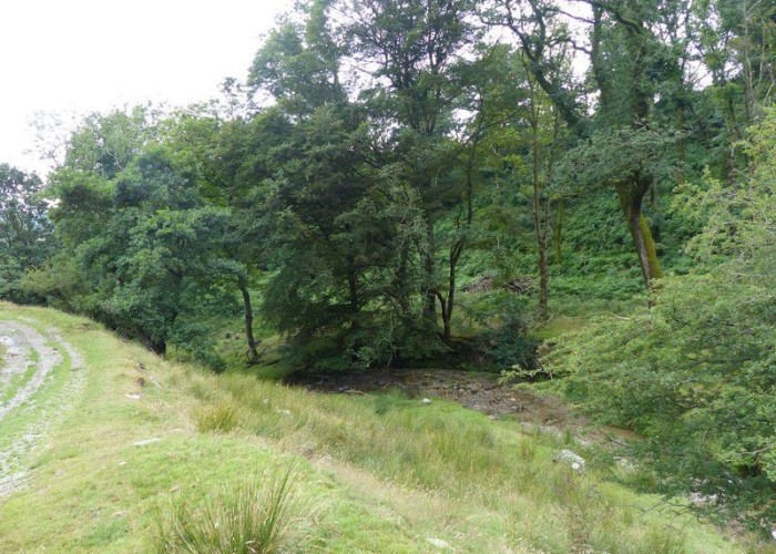 9. Woodland