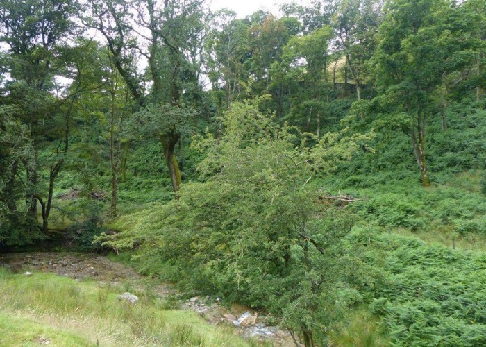 12. Woodland