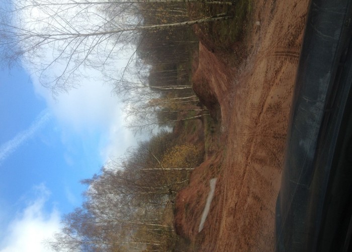 3. Woodland