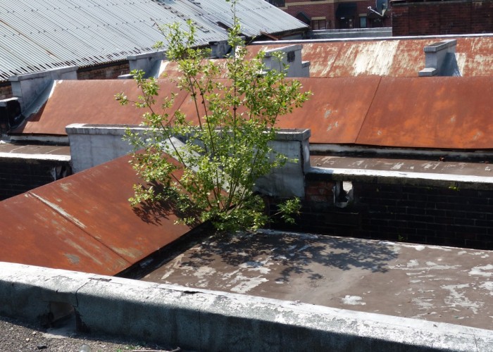 77. Rooftop