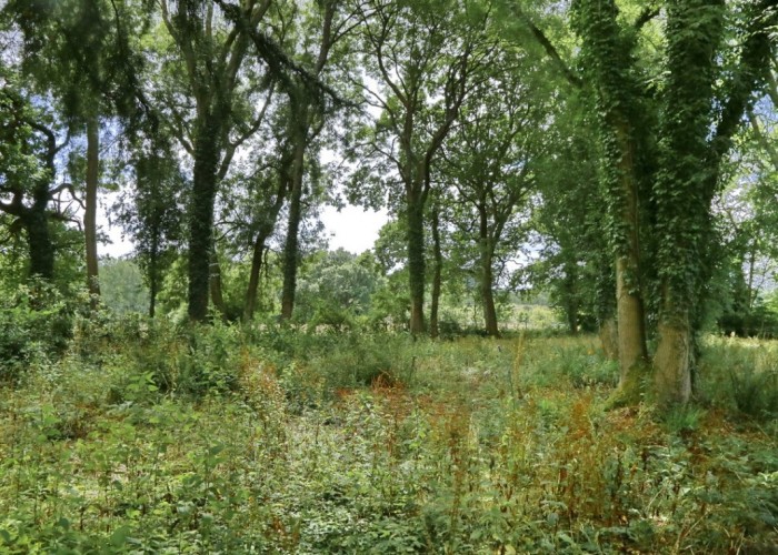 52. Woodland