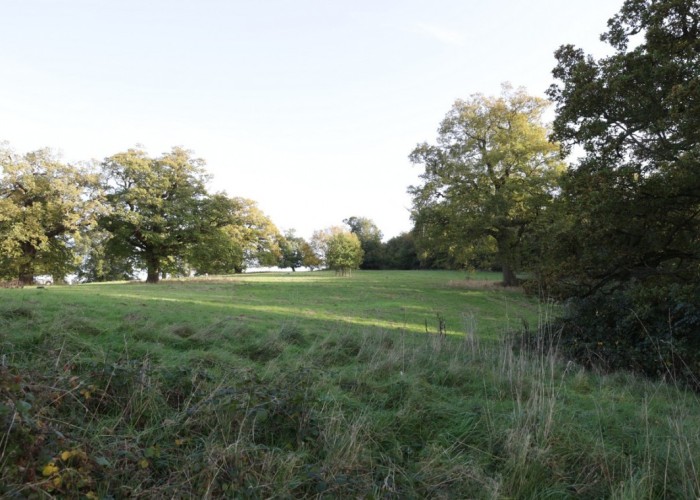 2. Field (Meadow)