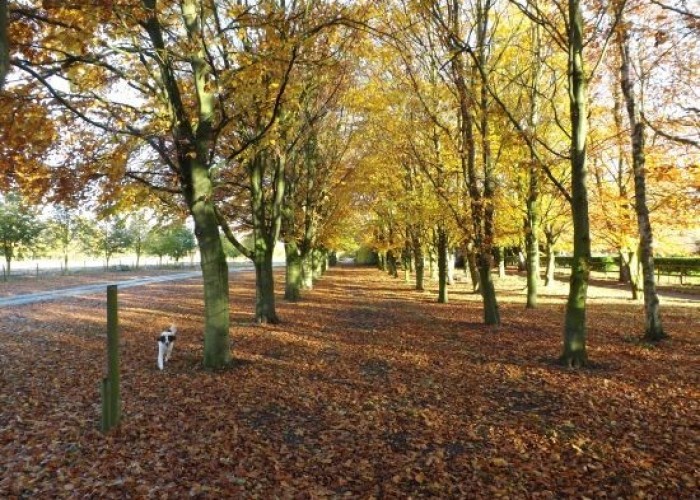 3. Woodland