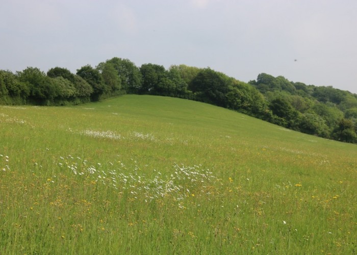 24. Field (Wildflowers)