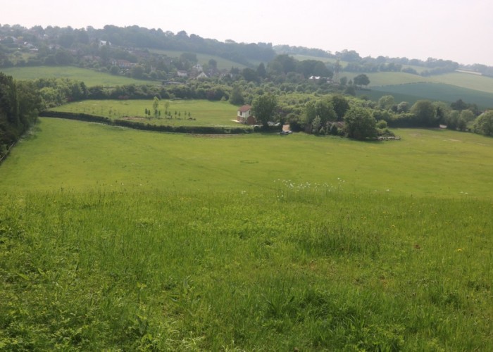 32. Field (Meadow)