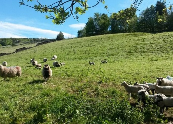 23. Field (Farmland)