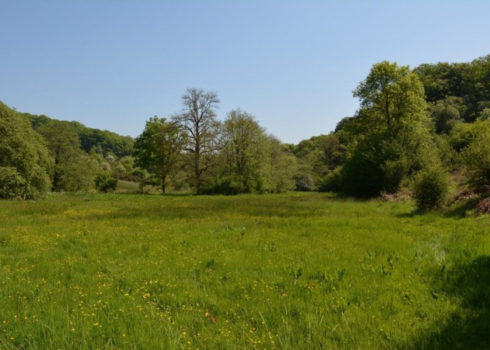 16. Field (Meadow)
