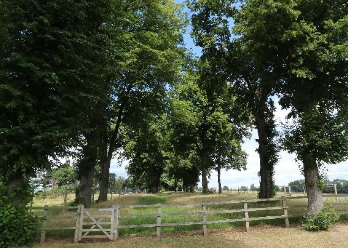 25. Woodland, Wooden Fence