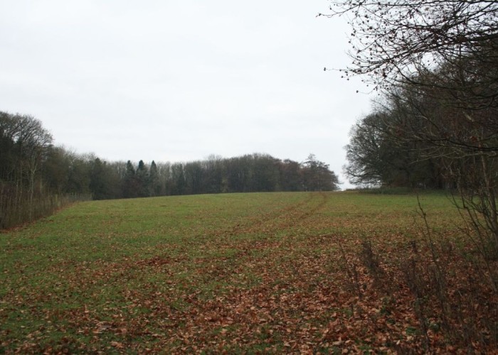 29. Field (Farmland)