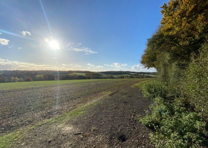 12. Field (Farmland)