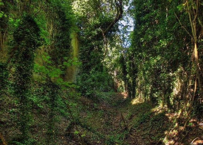 Woodland at London: Wasteland, Woodland, Stone Walls - Backdrops For Video & Stills Shoots, Kent