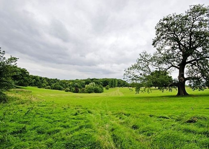 37. Fields