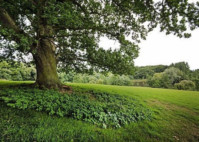 38. Fields