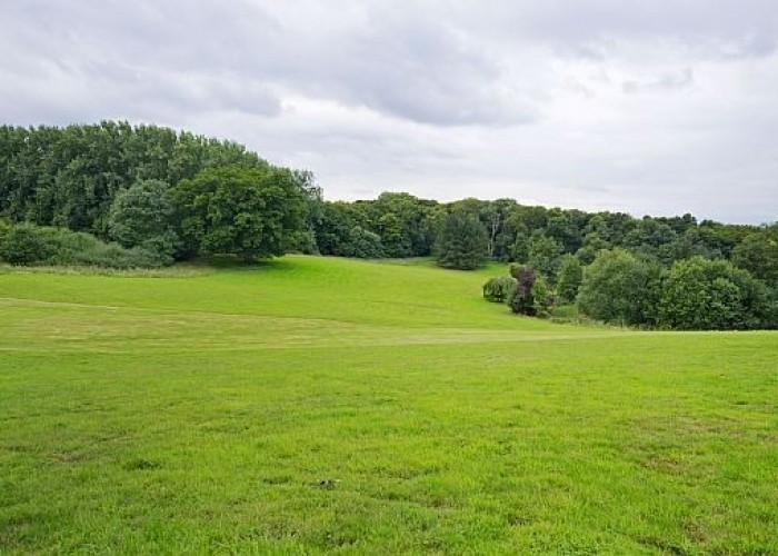 50. Woodland