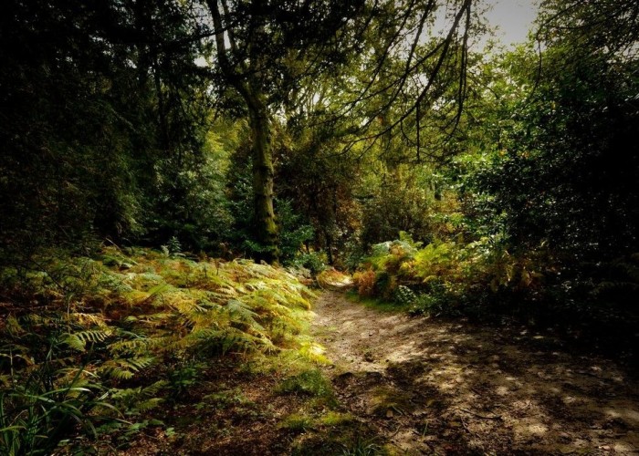 10. Woodland